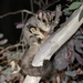 Sugar Glider - Photo (c) James Bailey, some rights reserved (CC BY-NC), uploaded by James Bailey