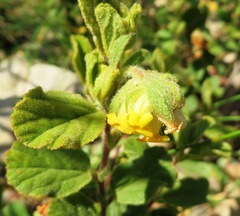 Hermannia salviifolia