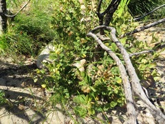 Hermannia salviifolia