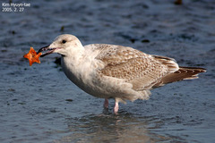 Larus argentatus vegae
