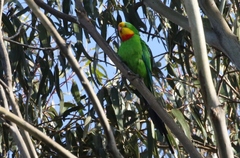 Polytelis swainsonii