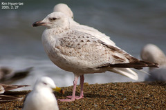 Larus argentatus vegae