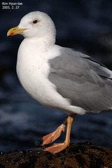 Larus fuscus heuglini