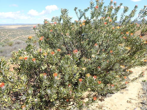Image of Leucospermum praemorsum by no rights reserved