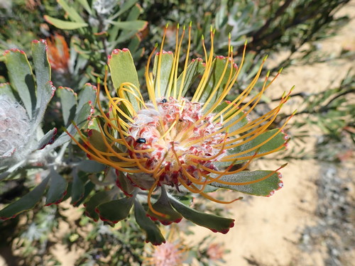 Image of Leucospermum praemorsum by no rights reserved