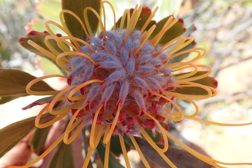 Image of Leucospermum praemorsum by no rights reserved