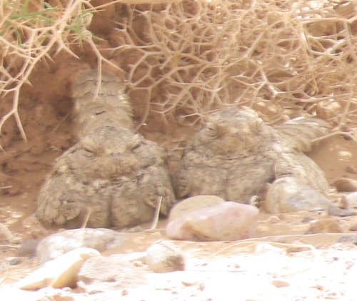 Egyptian Nightjar (Caprimulgus aegyptius), photo 10