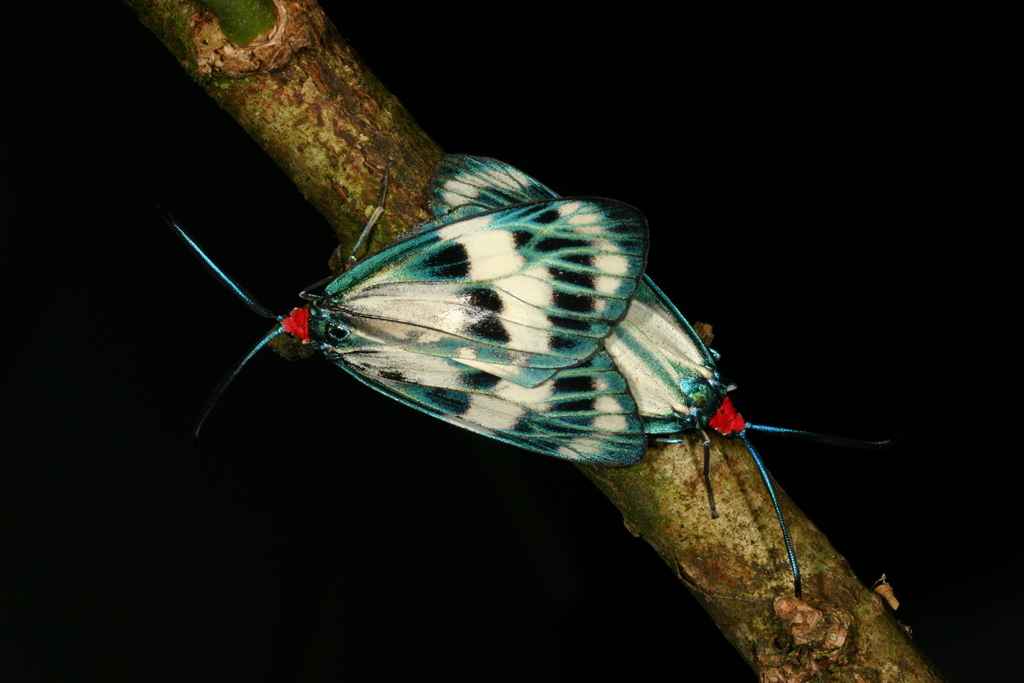 Chalcosia diana