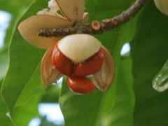 Aphanamixis polystachya