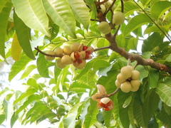 Aphanamixis polystachya