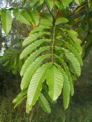 Aphanamixis polystachya