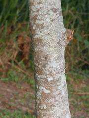 Aphanamixis polystachya