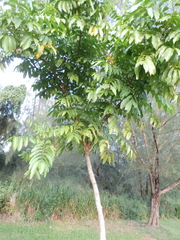 Aphanamixis polystachya