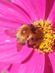 Bombus