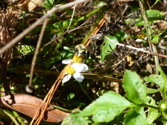 Bombus impatiens image