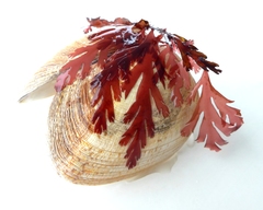 Odonthalia dentata