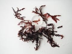 Odonthalia dentata