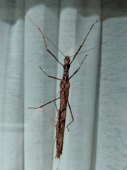 Trachythorax maculicollis