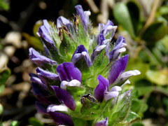 Psoralea fruticans