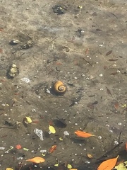 Pomacea paludosa
