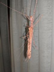 Trachythorax maculicollis