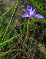 Moraea elliotii