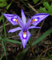 Moraea elliotii