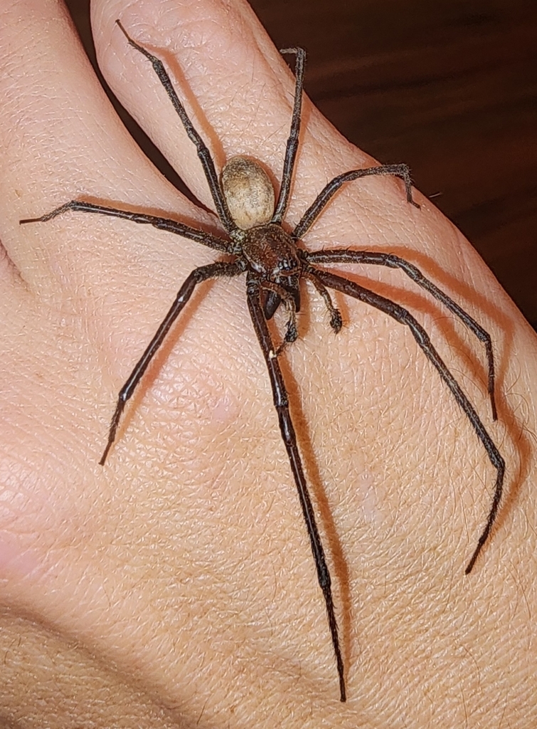 Bush Spider