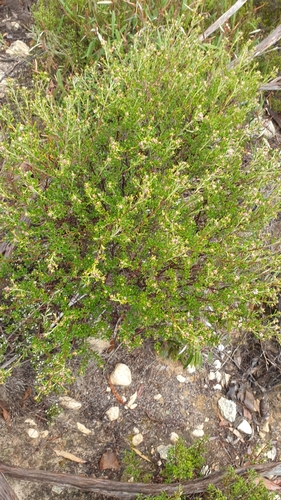 Image of Pomaderris obcordata by (c) Rosalie Lawrence, some rights reserved (CC BY)
