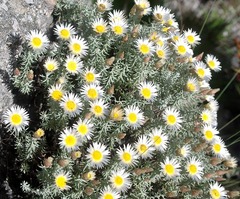 Helichrysum reflexum