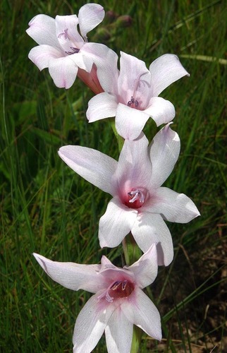 Gladiolus varius image