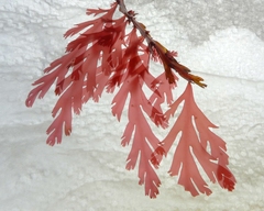 Odonthalia dentata
