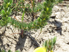Aspalathus linguiloba