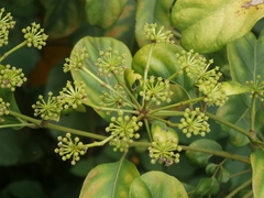 Polyscias diversifolia