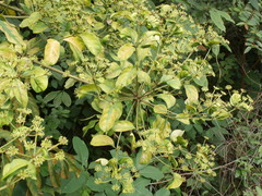 Polyscias diversifolia