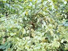 Polyscias diversifolia