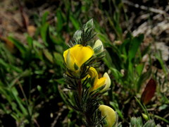 Aspalathus linguiloba