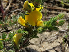 Aspalathus linguiloba