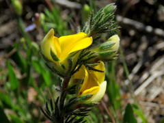 Aspalathus linguiloba