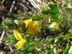 Aspalathus linguiloba