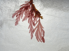 Odonthalia dentata
