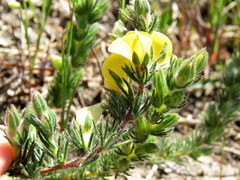 Aspalathus linguiloba