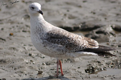 Larus fuscus heuglini