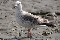 Larus fuscus heuglini