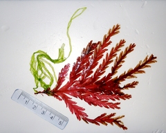 Odonthalia dentata
