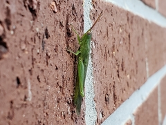 Stenacris vitreipennis