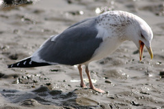 Larus fuscus heuglini