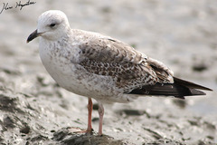 Larus fuscus heuglini