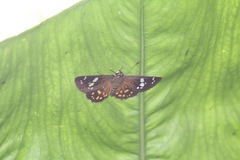 Celaenorrhinus maculosa