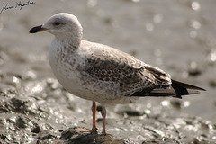 Larus fuscus heuglini